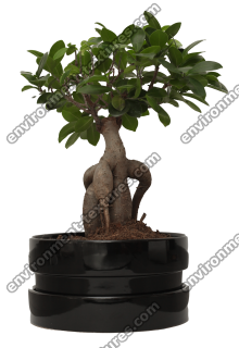 bonsai 0003